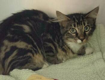 Tuffs -  Domestic Long Hair Cat for Adoption in Olean, New York - Tuffs | PetCurious