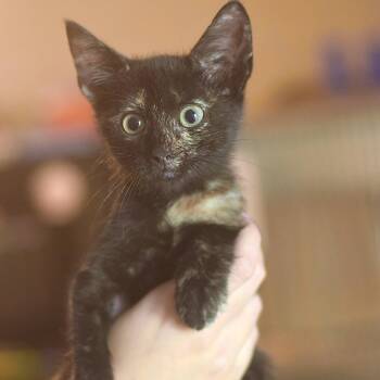 Madame Zeroni -  Domestic Short Hair Cat for Adoption in Belleville, Illinois - Madame Zeroni | PetCurious