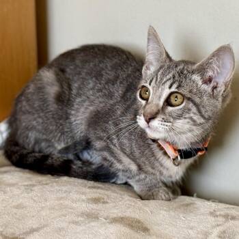 Sansa -  Domestic Short Hair Cat for Adoption in Los Angeles, California - Sansa | PetCurious