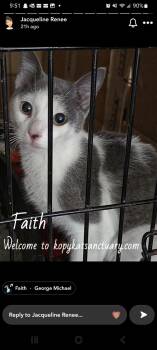Faith -  Domestic Short Hair Cat Available for Adoption in Delmont, Pennsylvania - Faith | PetCurious