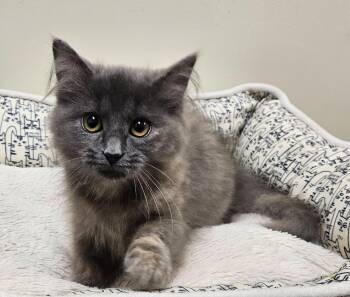 Dust Bunny -  Domestic Long Hair Cat for Adoption in Fremont, Ohio - Dust Bunny | PetCurious