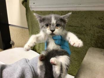 SOAP -  Domestic Short Hair Cat for Adoption in Riverside, California - SOAP | PetCurious