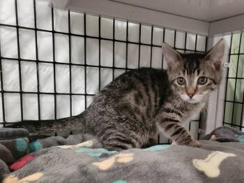Tornado Siren -  Domestic Short Hair Cat for Adoption in Raleigh, North Carolina - Tornado Siren | PetCurious