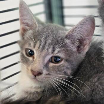 Miss Marple -  Domestic Short Hair Cat for Adoption in Muncie, Indiana - Miss Marple | PetCurious