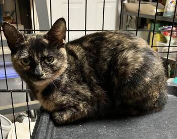 Domestic Short Hair Cats Available for Adoption in Greenville, South Carolina - Princess Porch Pirate LH | PetCurious