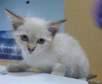 LOU LOU -  Siamese Cat for Adoption in Doral, Florida - LOU LOU | PetCurious