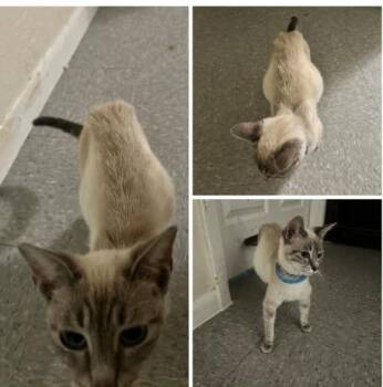 Lillian -  Siamese and Tabby Cat for Adoption in San Antonio, Texas - Lillian | PetCurious