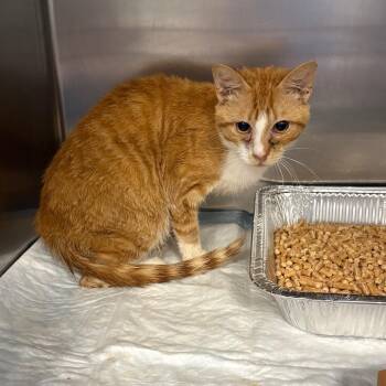 Unicycle -  Domestic Short Hair Cat for Adoption in Greensboro, North Carolina - Unicycle | PetCurious