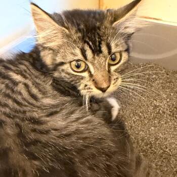 Ferb -  Domestic Long Hair Cat for Adoption in Bend, Oregon - Ferb | PetCurious
