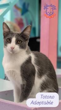 Totoro -  Domestic Short Hair Cat for Adoption in Honolulu, Hawaii - Totoro | PetCurious