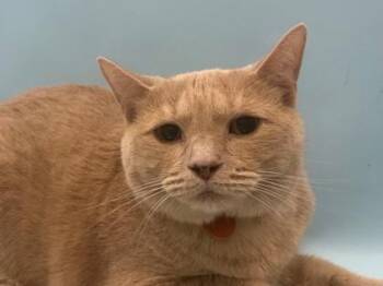 Peaches -  Domestic Short Hair Cat for Adoption in Woodbury, Minnesota - Peaches | PetCurious