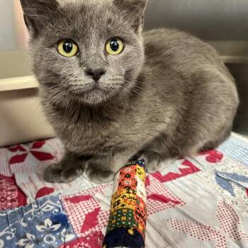 Domestic Short Hair Cats Available for Adoption - THELMA | PetCurious