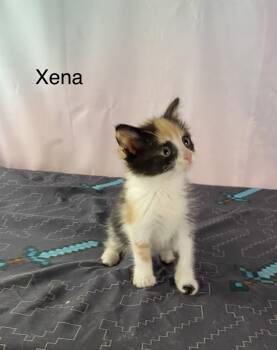 Xena -  Calico Cat for Adoption in Macomb, Michigan - Xena | PetCurious