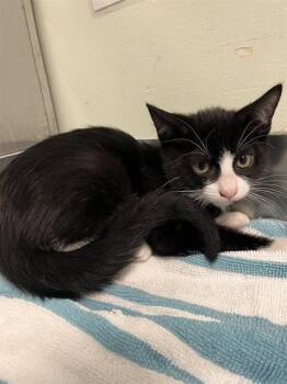 TOASTER* -  Domestic Short Hair Cat for Adoption in Santa Cruz, California - TOASTER* | PetCurious