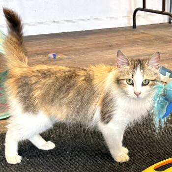 Domestic Long Hair Cats Available for Adoption in Warrensburg, Missouri - Willow | PetCurious
