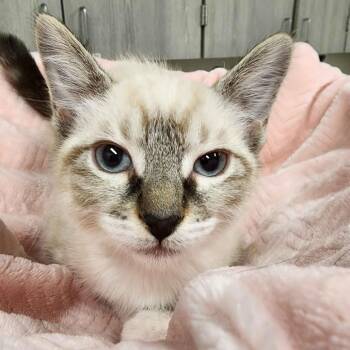 Domestic Short Hair Cats Available for Adoption in Beaumont, Texas - Siberia | PetCurious