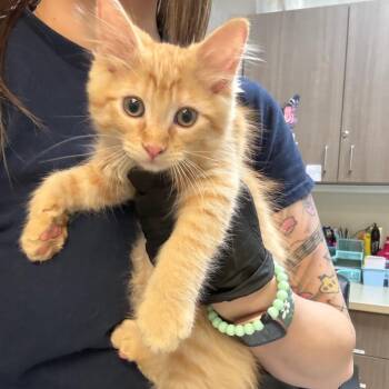 Bucky -  Domestic Long Hair Cat for Adoption in Great Falls, Montana - Bucky | PetCurious