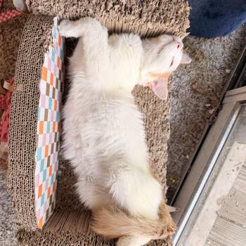 Sunny -  Domestic Medium Hair Cat for Adoption in Helena, Alabama - Sunny | PetCurious