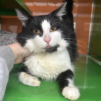 SYLVESTER -  Domestic Long Hair Cat for Adoption in Richmond, California - SYLVESTER | PetCurious