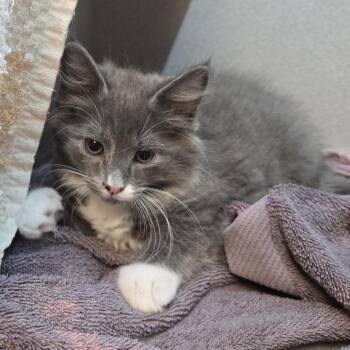 Vamoose -  Domestic Short Hair Cat for Adoption in Pittsburgh, Pennsylvania - Vamoose | PetCurious