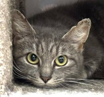 FIRETRUCK -  Domestic Short Hair Cat for Adoption in Dedham, Massachusetts - FIRETRUCK | PetCurious