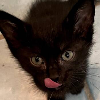 Noor -  Domestic Short Hair Cat for Adoption - Noor | PetCurious