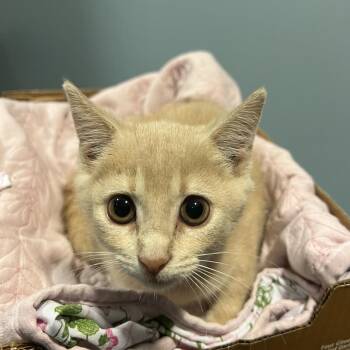 Clover -  Domestic Short Hair Cat for Adoption in Chattanooga, Tennessee - Clover | PetCurious