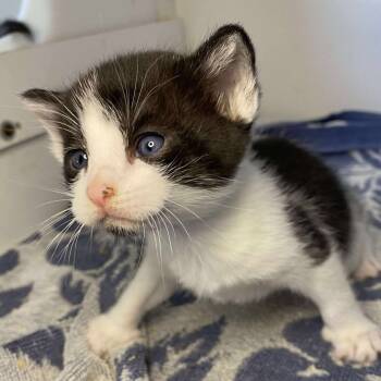 Rescue Domestic Short Hair Cats for Adoption in Madison, Wisconsin - Luna | PetCurious