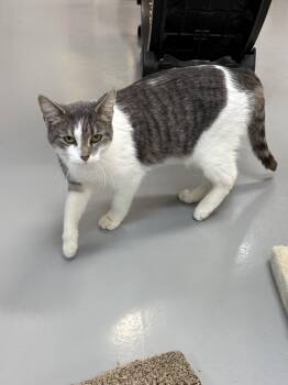 Rescue American Shorthair Cats for Adoption in Big Rapids, Michigan - Charlie | PetCurious