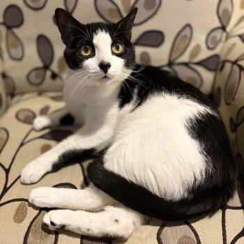 Domestic Short Hair Cats Available for Adoption in Stoughton, Wisconsin - Blanket | PetCurious