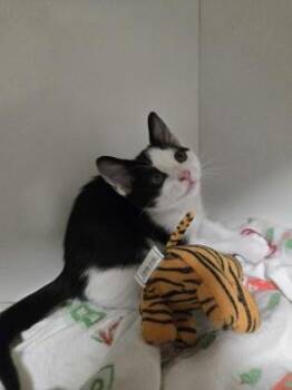 Melon -  Domestic Short Hair Cat Available for Adoption in Savannah, Georgia - Melon | PetCurious