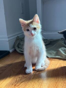 Rescue American Shorthair Cats for Adoption in Highland Park, New Jersey - The NJ Litter (5 Kittens!) | PetCurious