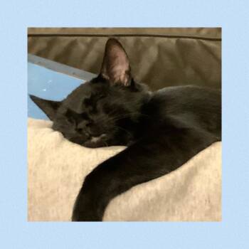 Rescue Domestic Short Hair Cats for Adoption in Mokena, Illinois - Bydlo | PetCurious