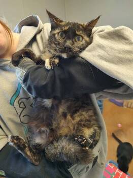 Domestic Short Hair Cats Available for Adoption in Bolivar, Missouri - Daffodil | PetCurious