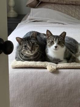 Domestic Short Hair Cats Available for Adoption in Decatur, Georgia - Cubbie And Jesse | PetCurious