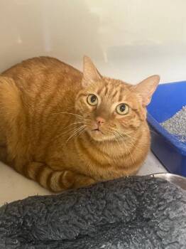 Dijon -  Domestic Short Hair Cat for Adoption in Corpus Christi, Texas - Dijon | PetCurious