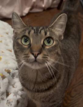 American Shorthair Cats Available for Adoption - Uncle Ben | PetCurious