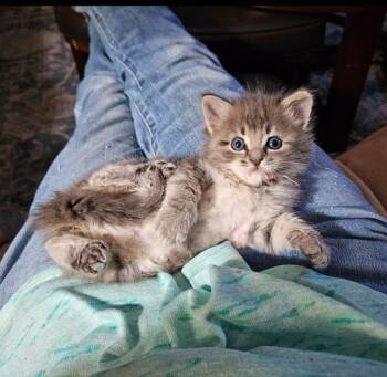 Domestic Medium Hair Cats Available for Adoption in San Jacinto, California - Levi | PetCurious