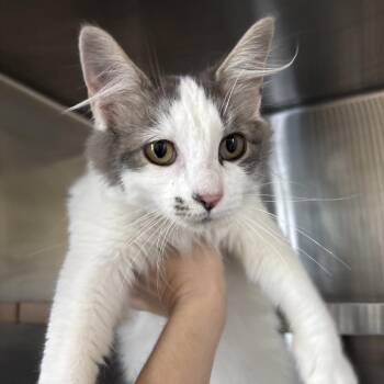 Bow -  Domestic Medium Hair Cat for Adoption in Chattanooga, Tennessee - Bow | PetCurious