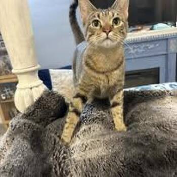 Domestic Short Hair Cats Available for Adoption in Tulsa, Oklahoma - Tabatha | PetCurious