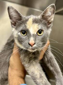 Ms. May -  Domestic Short Hair Cat for Adoption in Wichita, Kansas - Ms. May | PetCurious