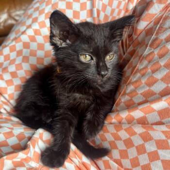 Cupid Shuffle -  Domestic Short Hair Cat for Adoption in Evanston, Illinois - Cupid Shuffle | PetCurious