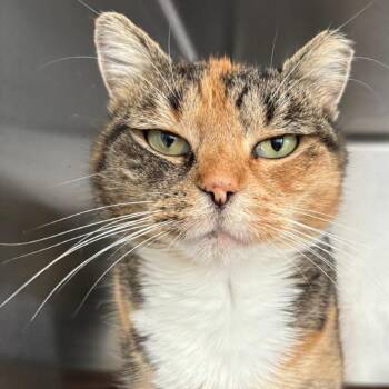 Caramia -  Domestic Short Hair Cat for Adoption in Chapel Hill, North Carolina - Caramia | PetCurious