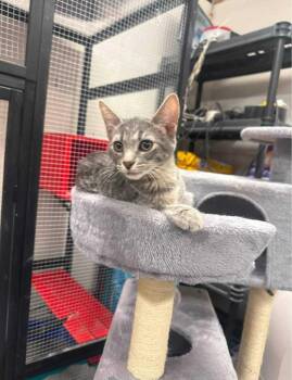 Rory -  Domestic Short Hair Cat for Adoption in Tulsa, Oklahoma - Rory | PetCurious