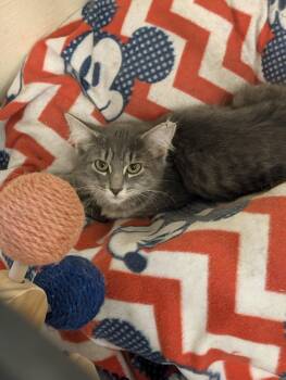 Keelie -  Domestic Medium Hair Cat for Adoption in Somerset, Pennsylvania - Keelie | PetCurious