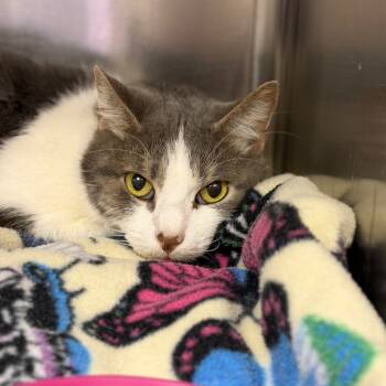 Rescue Domestic Short Hair Cats for Adoption in Fort Smith, Arkansas - Pepper | PetCurious