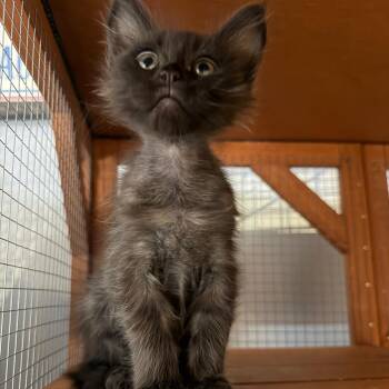 Marea -  Domestic Short Hair Cat Available for Adoption in Tustin, California - Marea | PetCurious