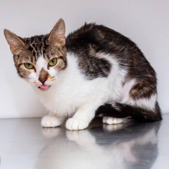 Domestic Short Hair Cats Available for Adoption - Delphi | PetCurious