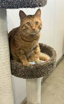 Raphael -  Domestic Short Hair Cat for Adoption in South Kingstown, Rhode Island - Raphael | PetCurious