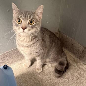 Domestic Short Hair Cats Available for Adoption - LVH-Stray-13156 | PetCurious